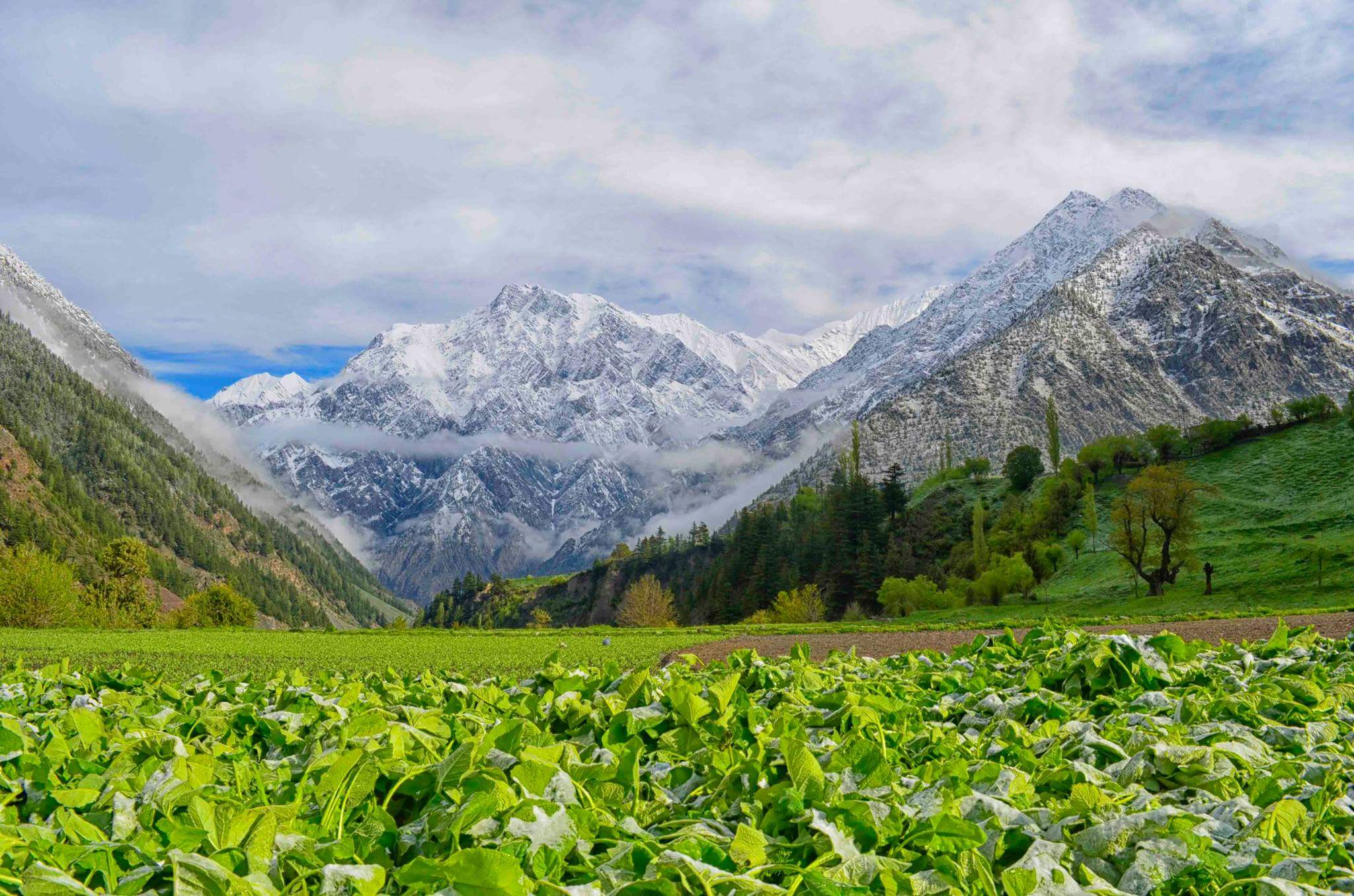 Organic vegetables in Lahaul